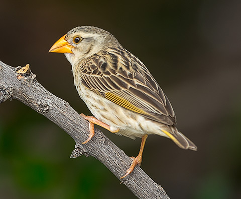 Red-billed Quelea female